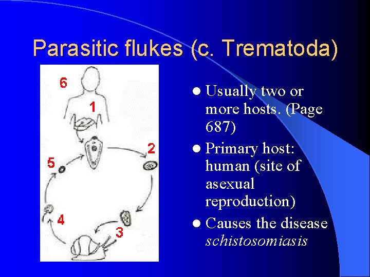 Parasitic flukes (c. Trematoda) l Usually two or more hosts. (Page 687) l Primary Parasitic flukes (c. Trematoda) l Usually two or more hosts. (Page 687) l Primary