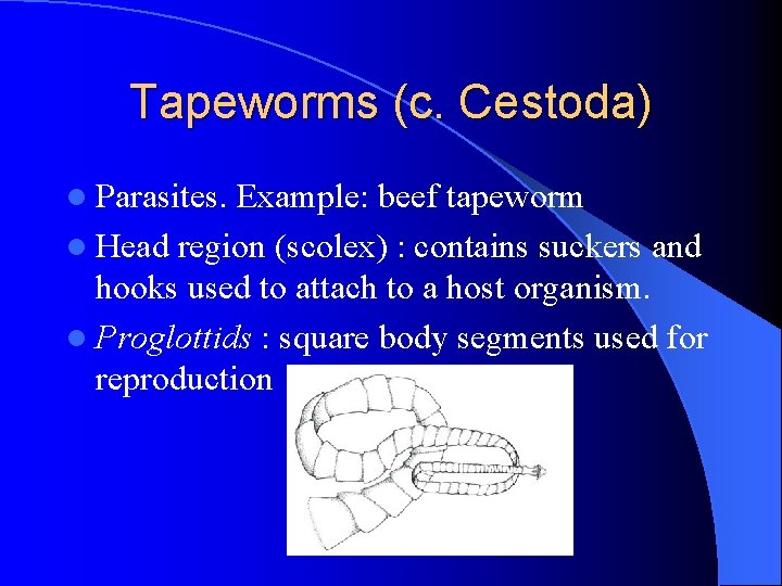 Tapeworms (c. Cestoda) l Parasites. Example: beef tapeworm l Head region (scolex) : contains Tapeworms (c. Cestoda) l Parasites. Example: beef tapeworm l Head region (scolex) : contains