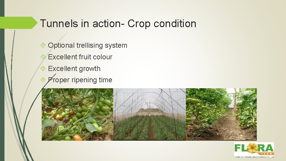 Tunnels in action- Crop condition Optional trellising system Excellent fruit colour Excellent growth Proper