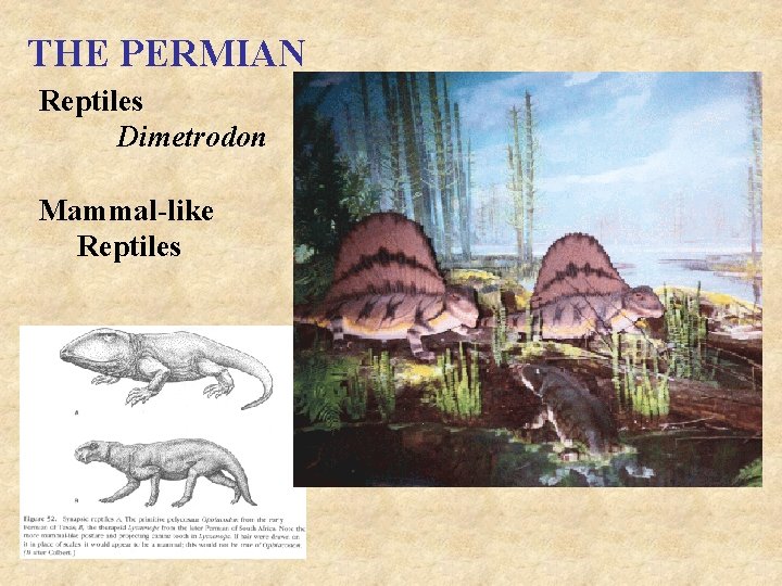 THE PERMIAN Reptiles Dimetrodon Mammal-like Reptiles 