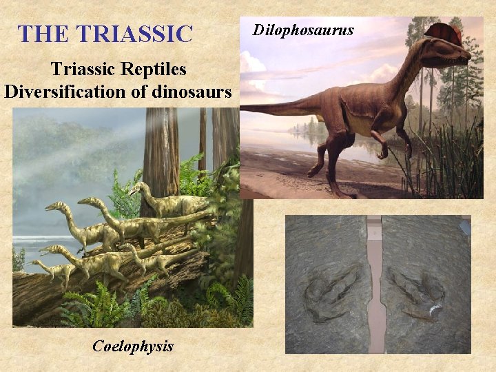 THE TRIASSIC Triassic Reptiles Diversification of dinosaurs Coelophysis Dilophosaurus 