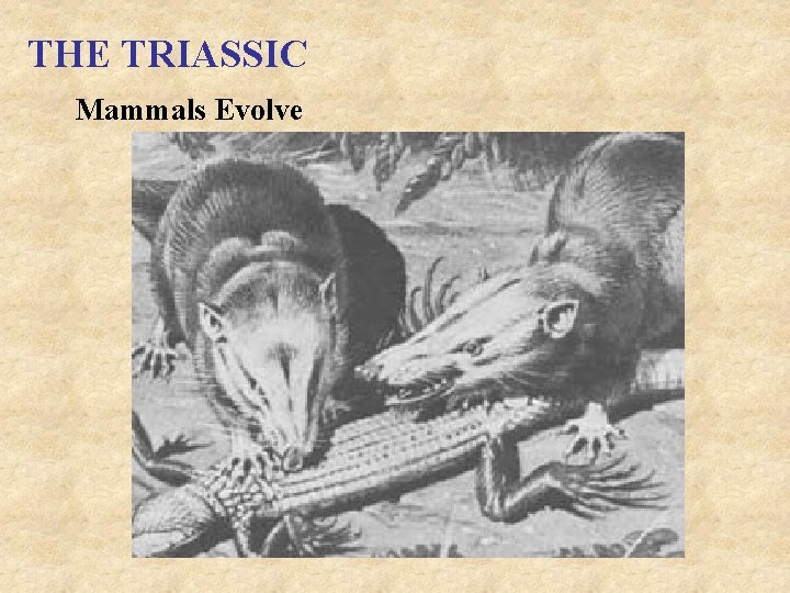 THE TRIASSIC Mammals Evolve 