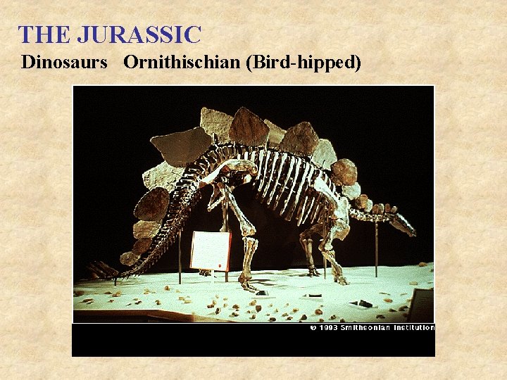 THE JURASSIC Dinosaurs Ornithischian (Bird-hipped) 