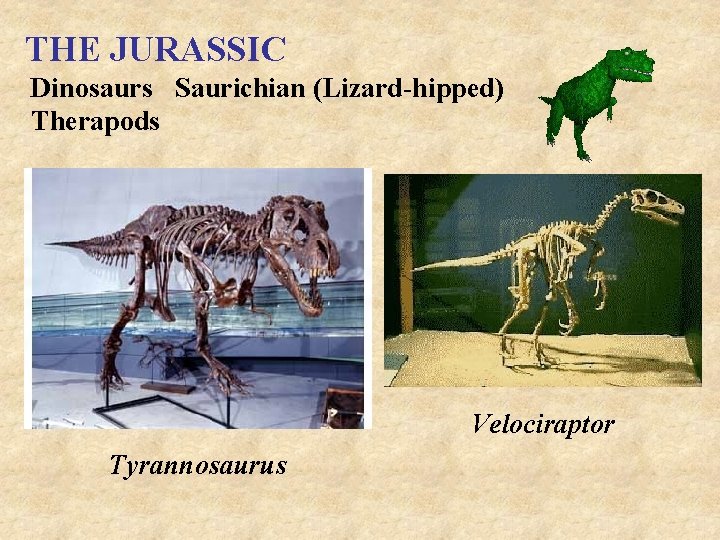 THE JURASSIC Dinosaurs Saurichian (Lizard-hipped) Therapods Velociraptor Tyrannosaurus 