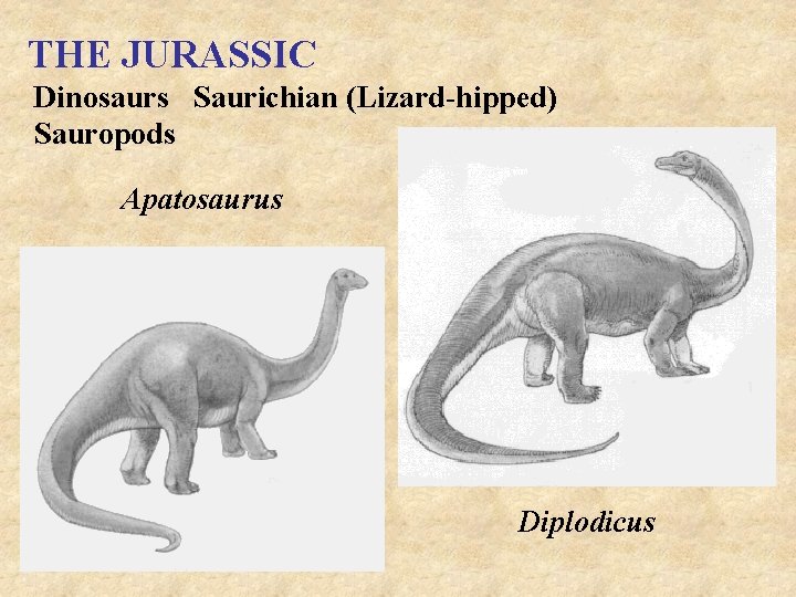 THE JURASSIC Dinosaurs Saurichian (Lizard-hipped) Sauropods Apatosaurus Diplodicus 