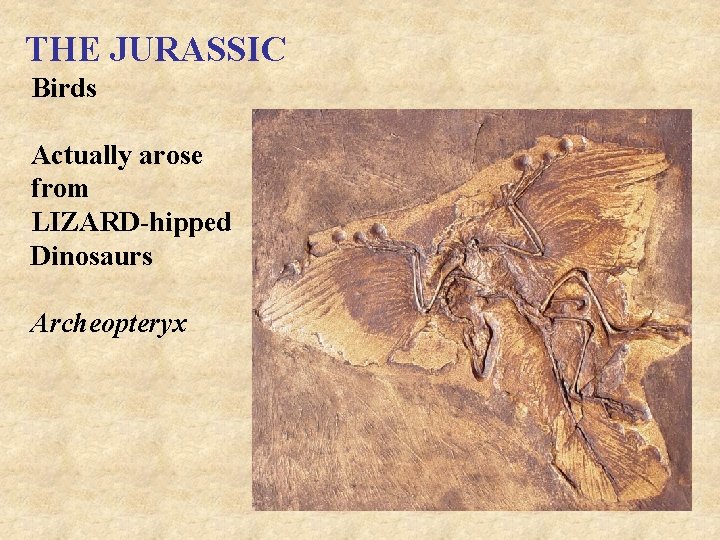 THE JURASSIC Birds Actually arose from LIZARD-hipped Dinosaurs Archeopteryx 