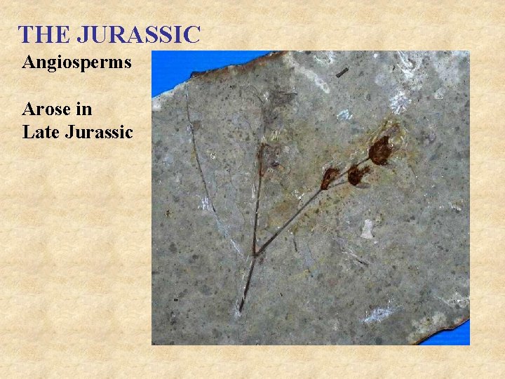 THE JURASSIC Angiosperms Arose in Late Jurassic 