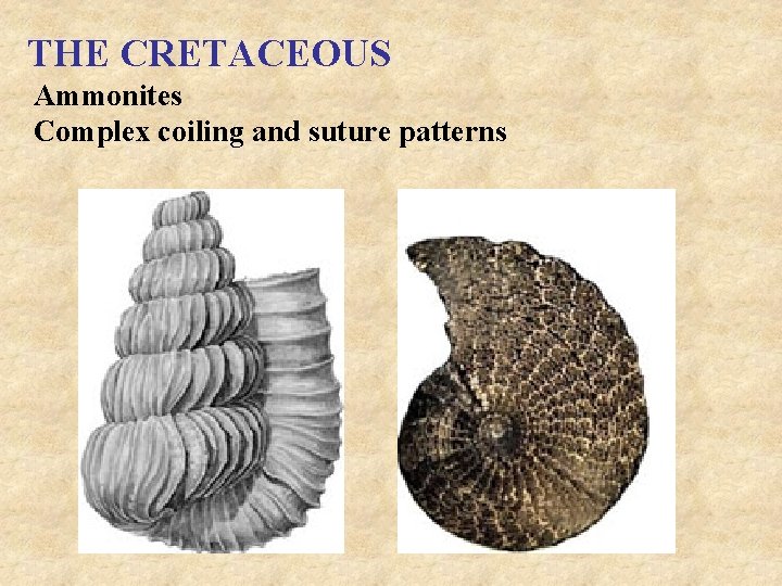 THE CRETACEOUS Ammonites Complex coiling and suture patterns 
