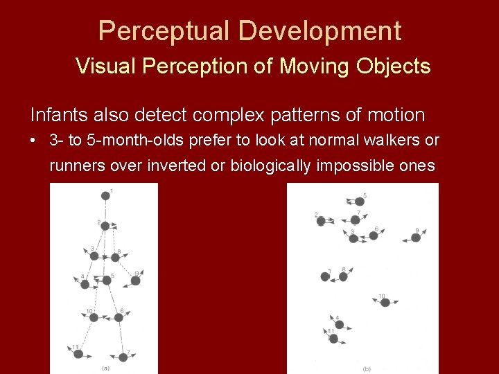 Perceptual Development Visual Perception of Moving Objects Infants also detect complex patterns of motion