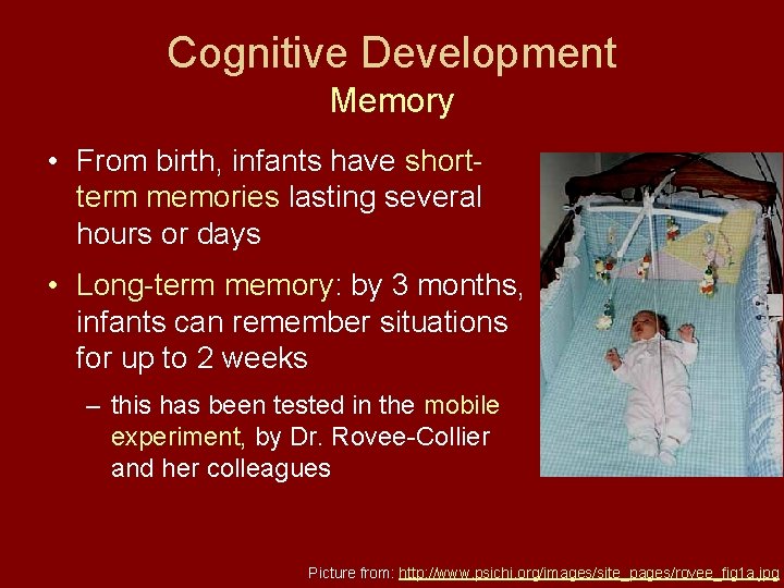 Cognitive Development Memory • From birth, infants have shortterm memories lasting several hours or
