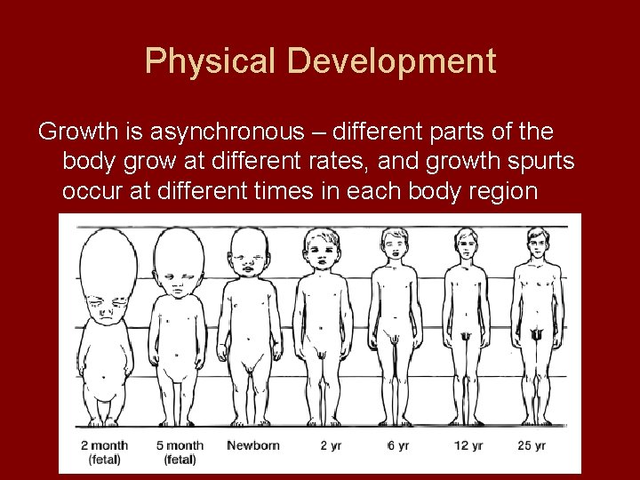 Physical Development Growth is asynchronous – different parts of the body grow at different