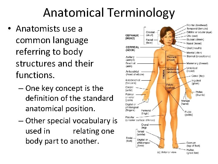 Anatomical Terminology • Anatomists use a common language referring to body structures and their