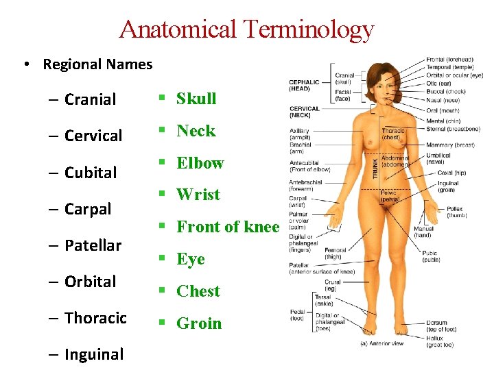 Anatomical Terminology • Regional Names – Cranial § Skull – Cervical § Neck –