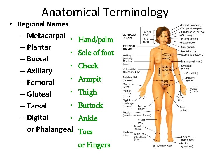 Anatomical Terminology • Regional Names – Metacarpal • – Plantar • – Buccal •