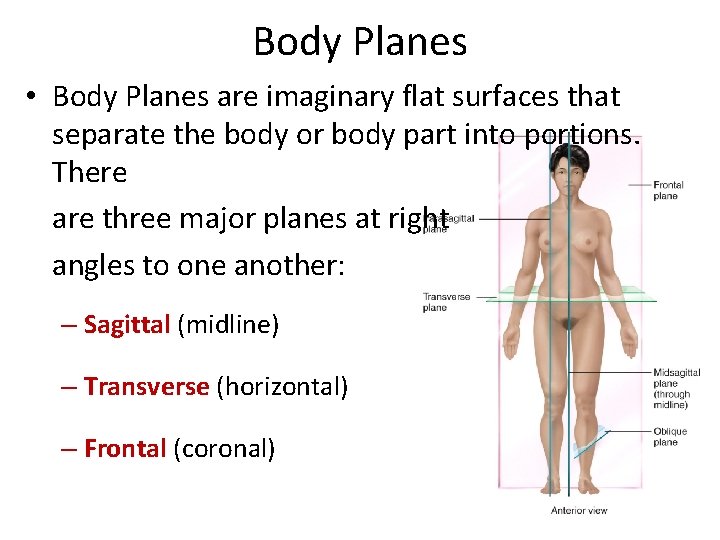 Body Planes • Body Planes are imaginary flat surfaces that separate the body or