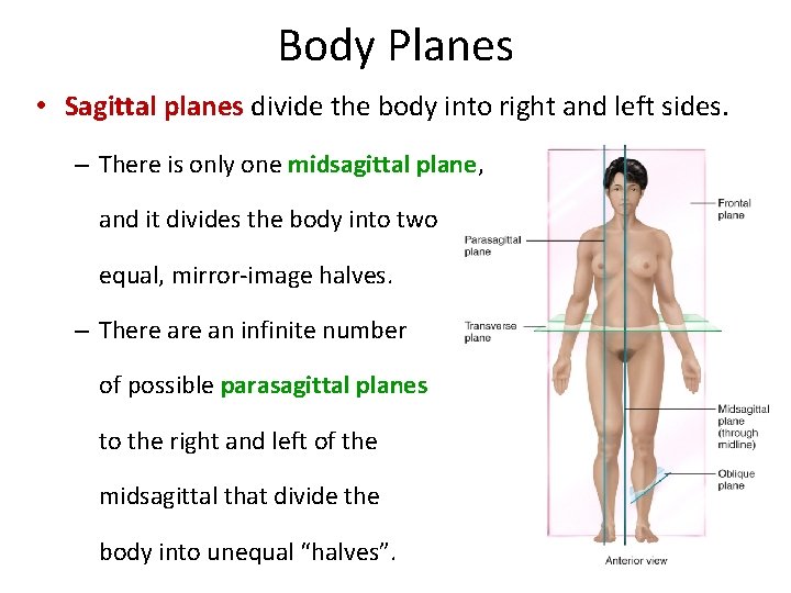 Body Planes • Sagittal planes divide the body into right and left sides. –