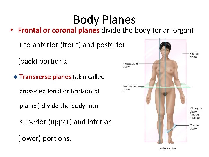 Body Planes • Frontal or coronal planes divide the body (or an organ) into