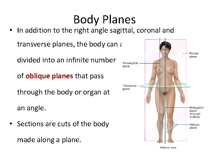 Body Planes • In addition to the right angle sagittal, coronal and transverse planes,