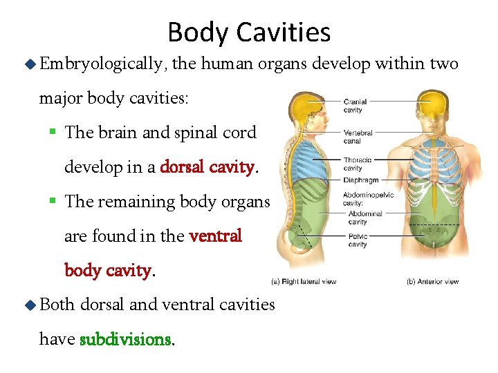 Body Cavities u Embryologically, the human organs develop within two major body cavities: §