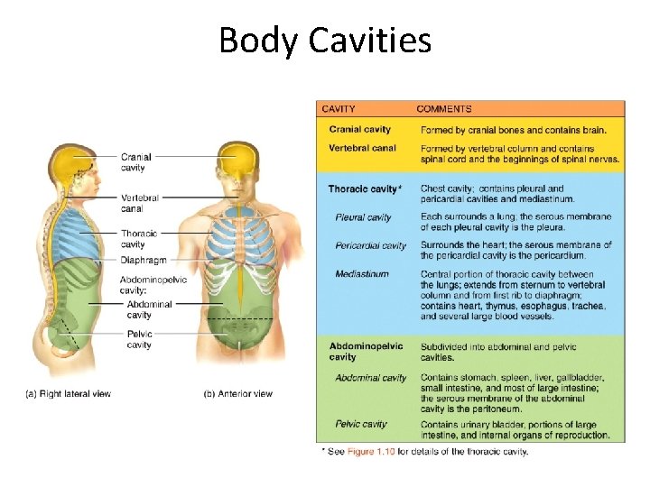 Body Cavities 