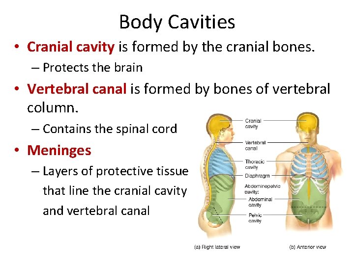 Body Cavities • Cranial cavity is formed by the cranial bones. – Protects the