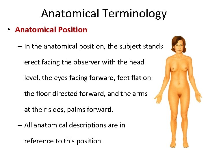 Anatomical Terminology • Anatomical Position – In the anatomical position, the subject stands erect