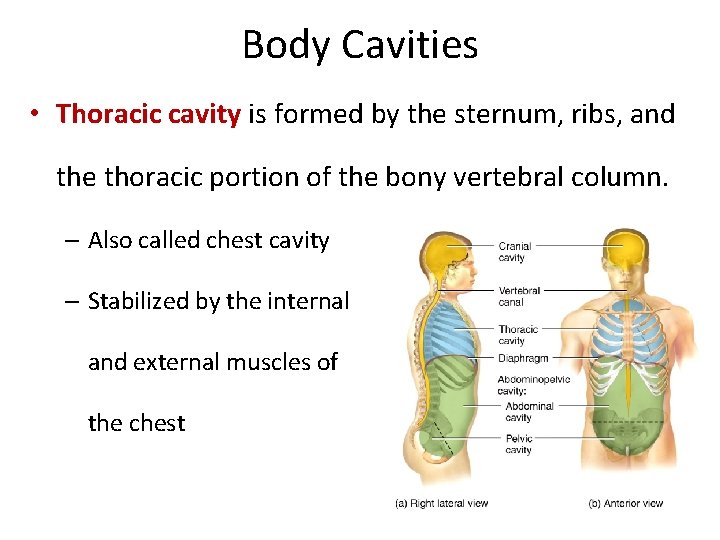 Body Cavities • Thoracic cavity is formed by the sternum, ribs, and the thoracic