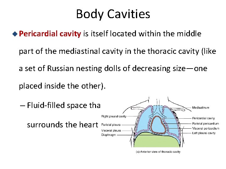 Body Cavities u Pericardial cavity is itself located within the middle part of the