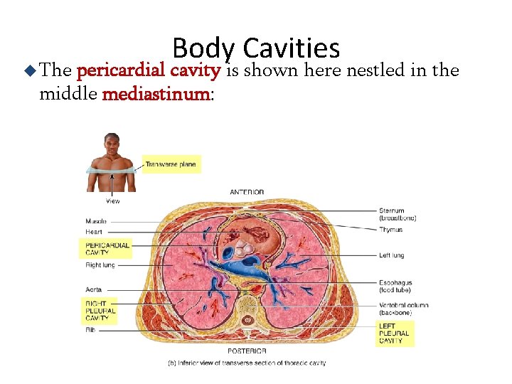 u The Body Cavities pericardial cavity is shown here nestled in the middle mediastinum: