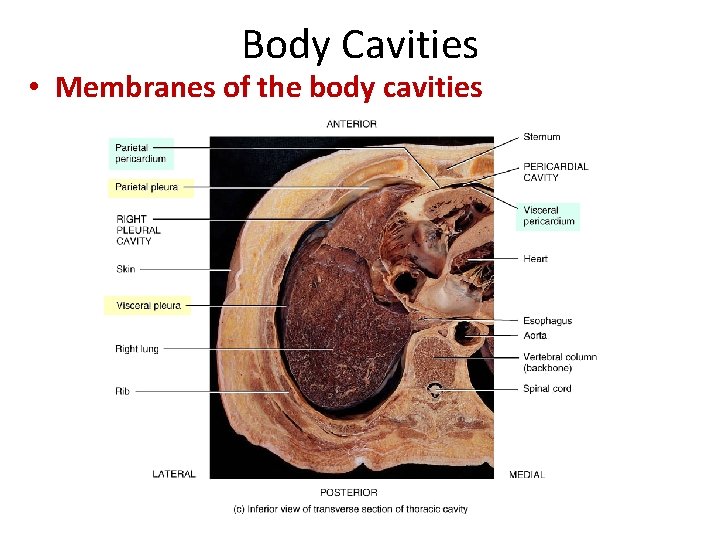 Body Cavities • Membranes of the body cavities 