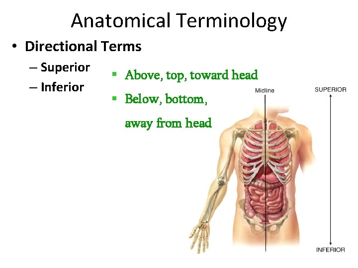 Anatomical Terminology • Directional Terms – Superior – Inferior § Above, top, toward head