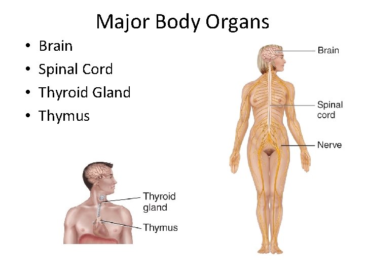 Major Body Organs • • Brain Spinal Cord Thyroid Gland Thymus 