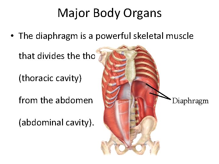 Major Body Organs • The diaphragm is a powerful skeletal muscle that divides the
