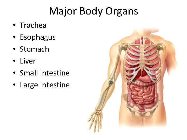 Major Body Organs • • • Trachea Esophagus Stomach Liver Small Intestine Large Intestine