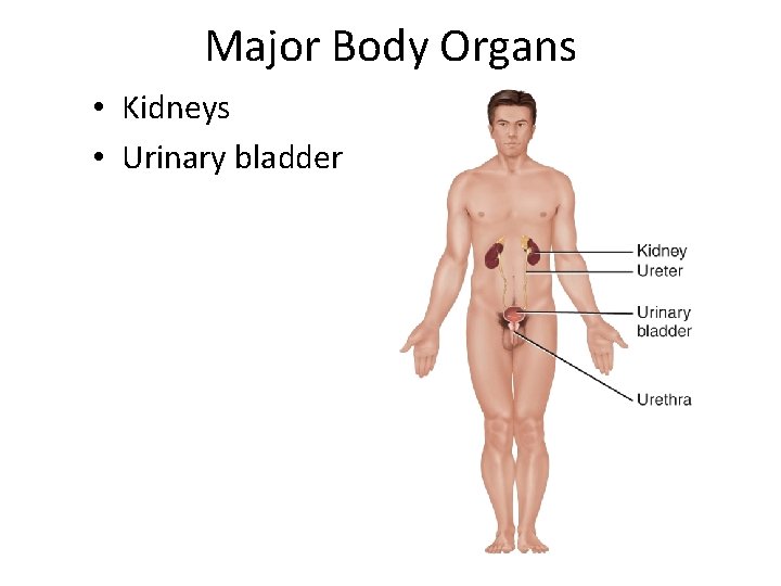Major Body Organs • Kidneys • Urinary bladder 