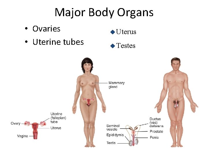 Major Body Organs • Ovaries • Uterine tubes u Uterus u Testes 