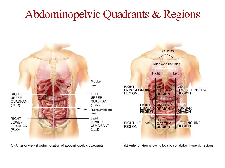 Abdominopelvic Quadrants & Regions 