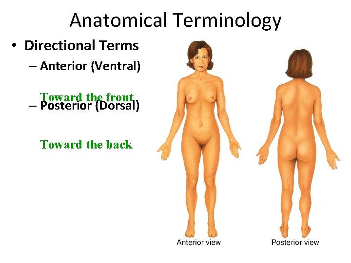Anatomical Terminology • Directional Terms – Anterior (Ventral) Toward the front – Posterior (Dorsal)