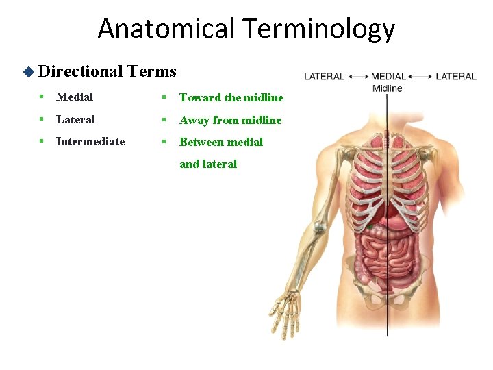 Anatomical Terminology u Directional Terms § Medial § Toward the midline § Lateral §