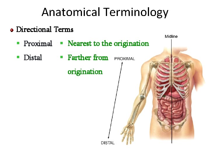 Anatomical Terminology Directional Terms § Proximal § Nearest to the origination § Distal §