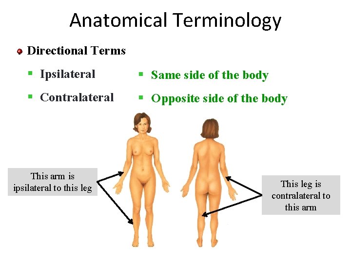 Anatomical Terminology Directional Terms § Ipsilateral § Same side of the body § Contralateral