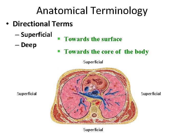 Anatomical Terminology • Directional Terms – Superficial § Towards the surface – Deep §