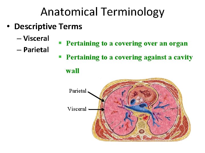 Anatomical Terminology • Descriptive Terms – Visceral – Parietal § Pertaining to a covering