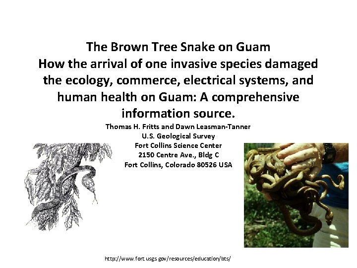 The Brown Tree Snake on Guam How the arrival of one invasive species damaged