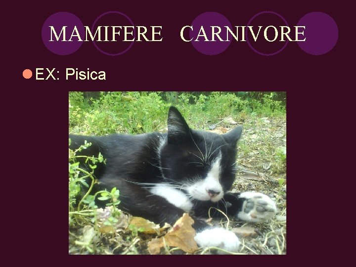 MAMIFERE CARNIVORE l EX: Pisica 