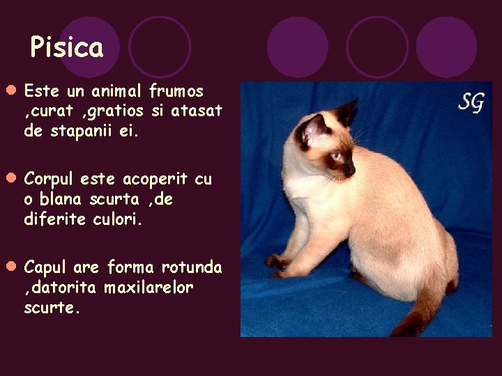 Pisica l Este un animal frumos , curat , gratios si atasat de stapanii