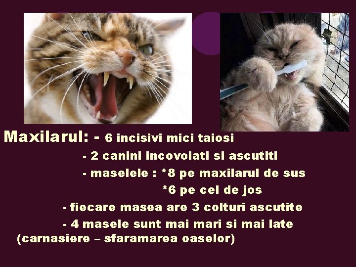 Maxilarul: - 6 incisivi mici taiosi - 2 canini incovoiati si ascutiti - maselele