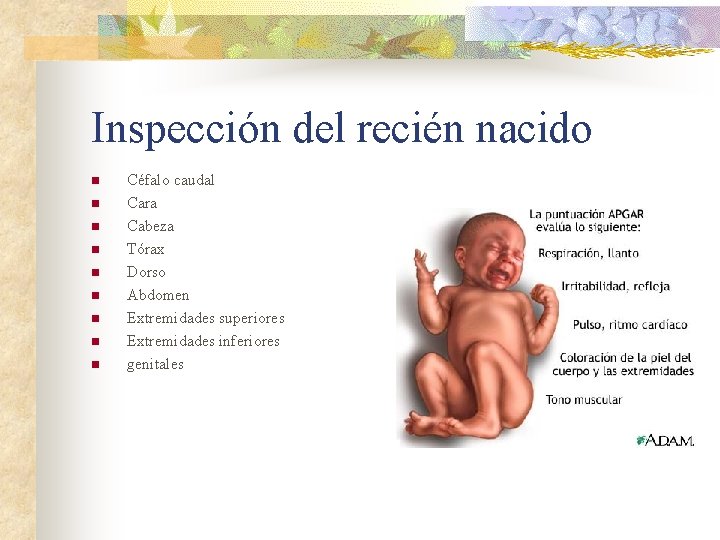 Inspección del recién nacido n n n n n Céfalo caudal Cara Cabeza Tórax