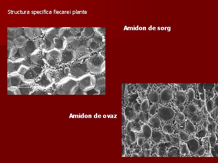 Structura specifica fiecarei plante Amidon de sorg Amidon de ovaz 