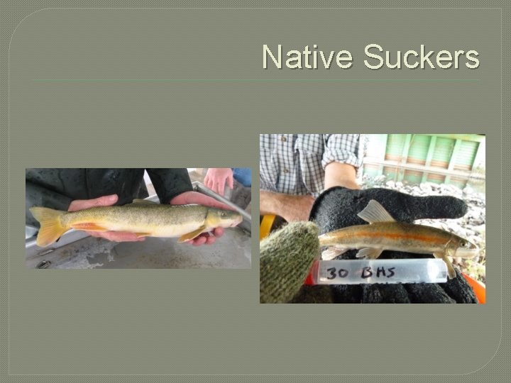 Native Suckers 